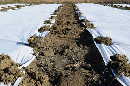 The greenhouse for growing vegetables in greenhouses. Agriculture.の写真素材