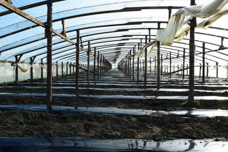 The greenhouse for growing vegetables in greenhouses. Agriculture.の写真素材
