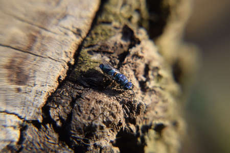 Ruby - tailed wasp (Chrysis ignita)