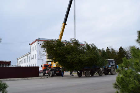 Russia, Poltavskaya village - January 21, 2016: Dismantling the Christmas tree.のeditorial素材