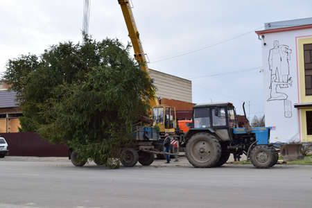 Russia, Poltavskaya village - January 21, 2016: Dismantling the Christmas tree.のeditorial素材