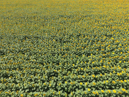 Field of sunflowers. Aerial view of agricultural fields flowering oilseed. Top view.の写真素材