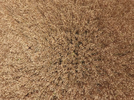 field of wheat, a top view. Photo Shooting quadrocopters field of ripe crops.の写真素材