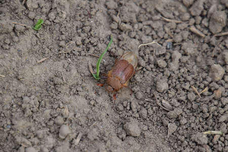 Melolontha east on the ground. Pest plant root system, the imago.の写真素材