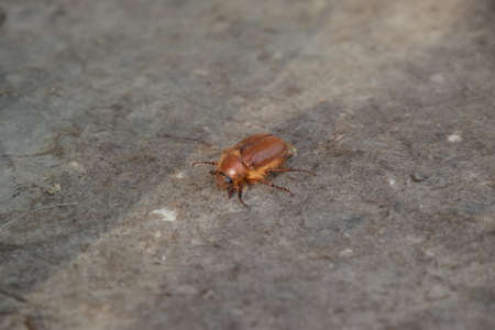 Melolontha east on the ground. Pest plant root system, the imago.
