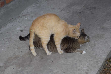 Mating domestic cats. The natural behavior of the animals.