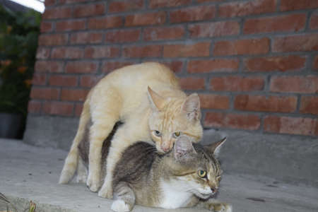 Mating domestic cats. The natural behavior of the animals.の写真素材