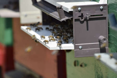 Honey bees on the home apiary. The technology breeding of honey bees.