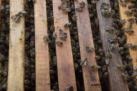 Honey bees on the home apiary. The technology breeding of honey bees.