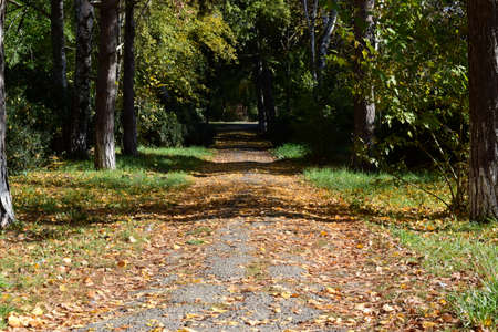 Collection of Beautiful Colorful Autumn Leaves. green, yellow and orange and red