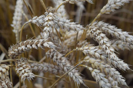 field of wheat. Photo Shooting quadrocopters field of ripe crops.の写真素材
