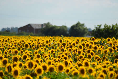 field of blooming sunflowers on a background sunsetの写真素材