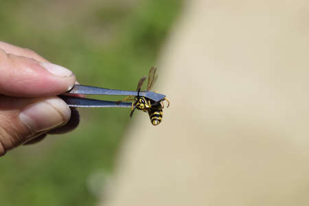 Common wasp on tweezers. Caught waspの写真素材