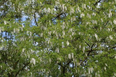 Flowering acacia white grapes. White flowers of prickly acacia, pollinated by bees.の写真素材