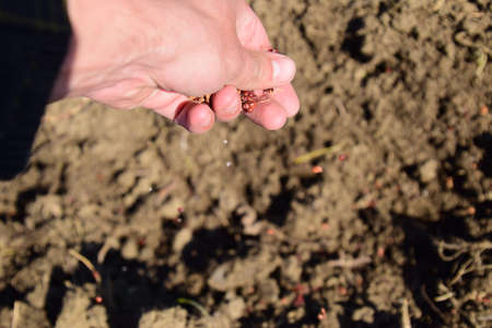 Sowing of maize out of hand. Manual planting of corn in the garden.の写真素材