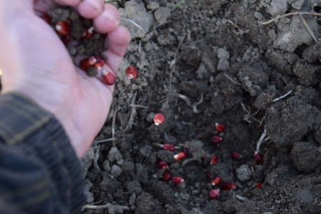 Sowing of maize out of hand. Manual planting of corn in the garden.