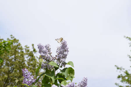 Butterfly white sailboat on the flowers of lilac. Insect pollinators.の写真素材