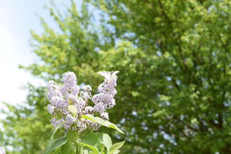 Butterfly white sailboat on the flowers of lilac. Insect pollinators.の写真素材