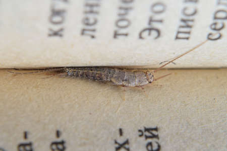 Insect feeding on paper - silverfish. Pest books and newspapers.