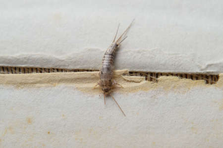 Insect feeding on paper - silverfish. Pest books and newspapers.の写真素材