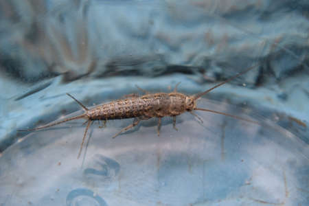 Insect feeding on paper - silverfish. Pest books and newspapers.の写真素材