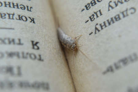 Insect feeding on paper - silverfish. Pest books and newspapers.の写真素材