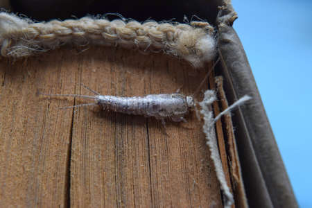 Insect feeding on paper - silverfish. Pest books and newspapers.の写真素材