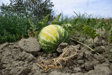 The growing water-melon in the field. Cultivation of melon cultures.の写真素材