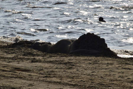 The girl from the sand. Fashioned rest on the sea sand girl.の写真素材