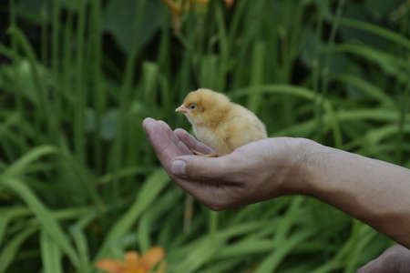 Chicken in hand. The small newborn chicks in the hands of man.の写真素材
