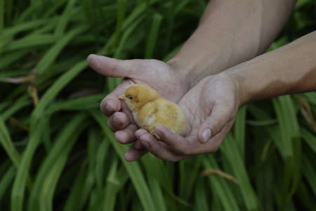 Chicken in hand. The small newborn chicks in the hands of man.の写真素材