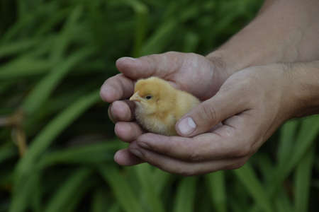 Chicken in hand. The small newborn chicks in the hands of man.