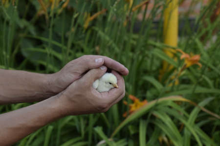 Chicken in hand. The small newborn chicks in the hands of man.