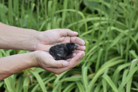 Chicken in hand. The small newborn chicks in the hands of man.