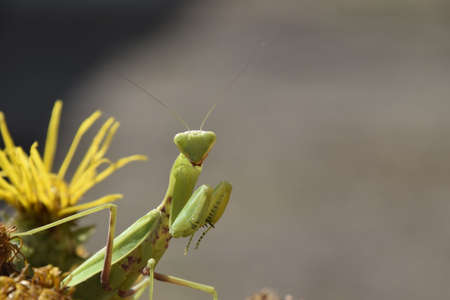 The female mantis religios. Predatory insects. Huge green female mantis.の写真素材
