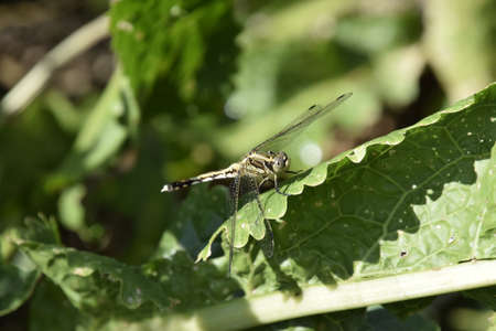 Dragonfly on a leaf of horseradish. Insect predators.