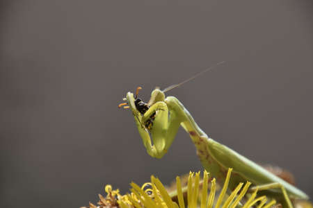 The female praying mantis devouring wasp. The female mantis religios. Predatory insects. Huge green female mantis.の写真素材