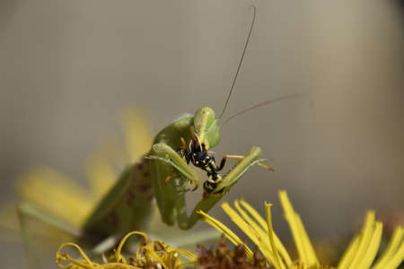 The female praying mantis devouring wasp. The female mantis religios. Predatory insects. Huge green female mantis.の写真素材