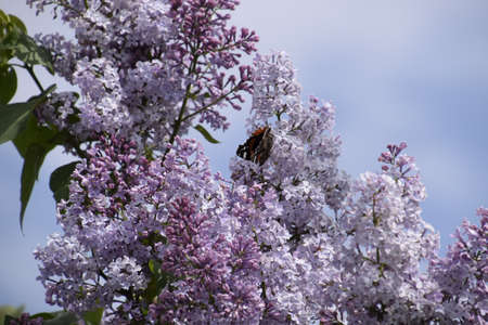 Lilac flowers on the branches of a butterfly admiral. Insect pollinators.