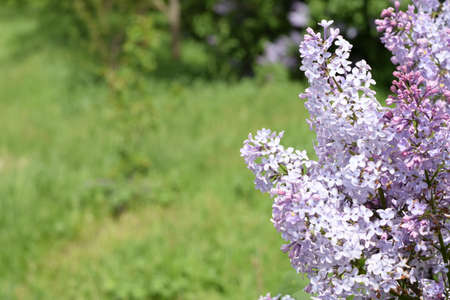 Beautiful purple lilac flowers outdoors. Lilac flowers on the branchesの写真素材