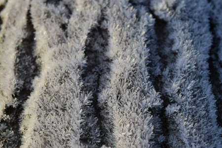 Hoarfrost on tree trunk surface. Winter morning dew and freezing.の写真素材