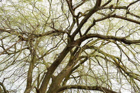 Background of the branches of trees. Spruce bud to blossom in the spring.