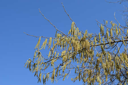 Flowering hazel hazelnut. Hazel catkins on branches.
