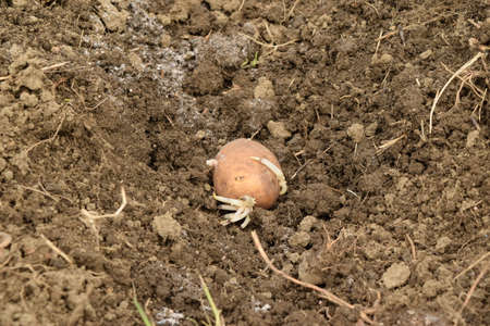 Planting potatoes in the garden. Potatoes in the furrow.の写真素材