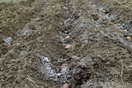 Planting potatoes in the garden. Potatoes in the furrow.の写真素材
