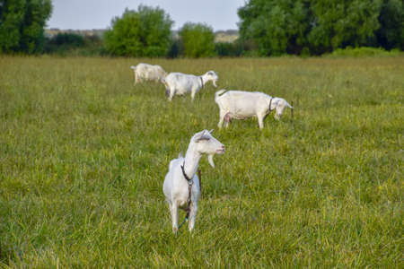 Goats grazing in the meadow. White goat dairy cattle eating grass in a pasture.