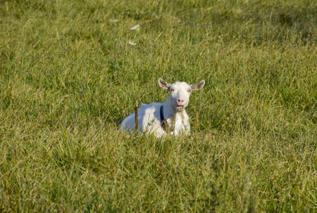 Goats grazing in the meadow. White goat dairy cattle eating grass in a pasture.の写真素材