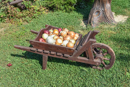 The bulbs of onions in the cart. Vegetables from the garden.の写真素材