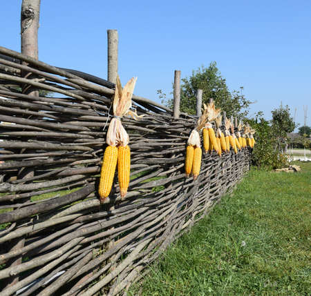 Hanging ears of yellow corn. Drying corn cobs outdoors.の写真素材