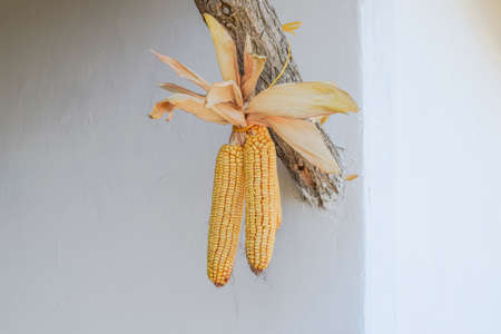Hanging ears of yellow corn. Drying corn cobs outdoors.の写真素材